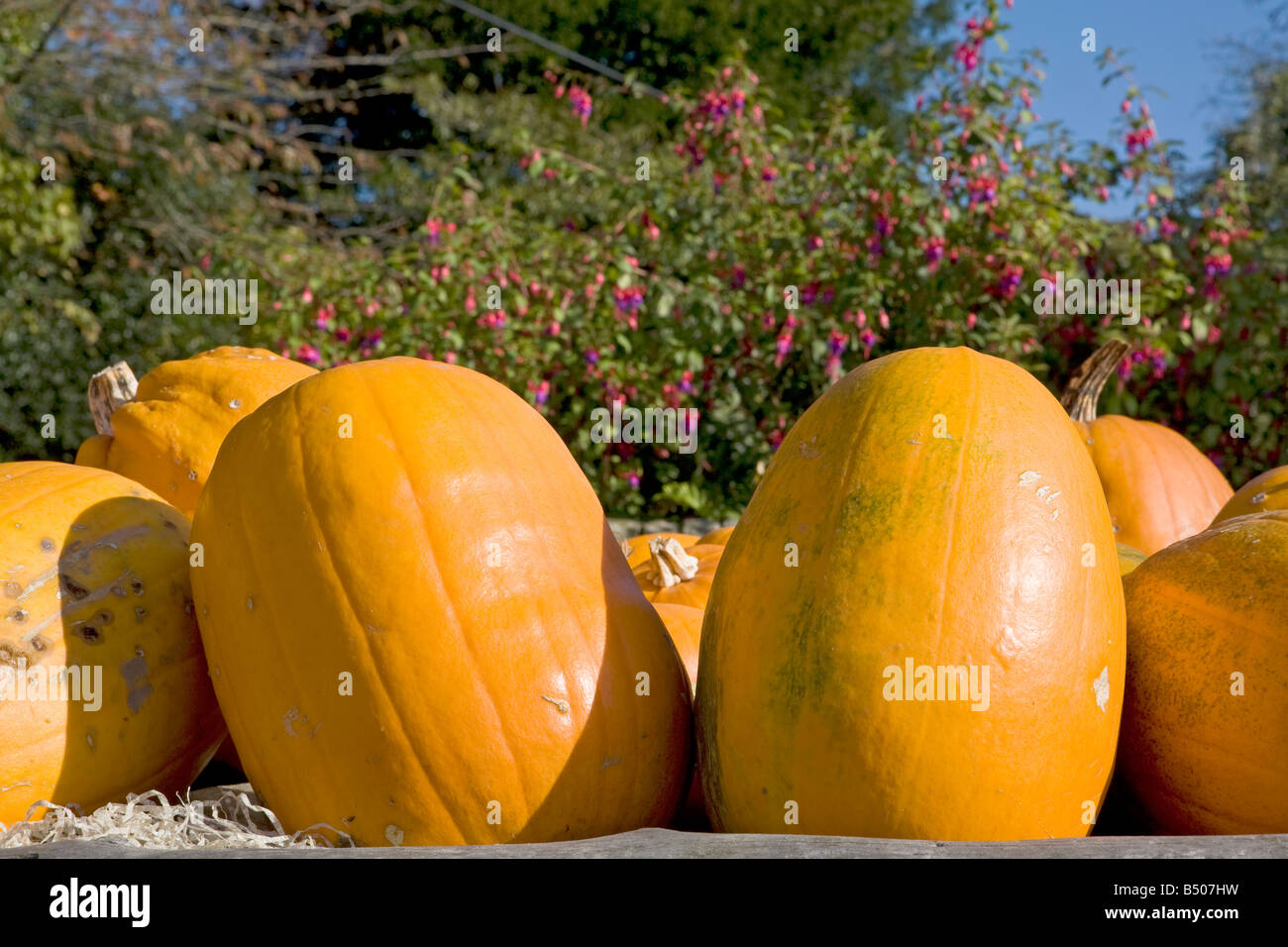 Raccolta della zucca in autunno, Sussex occidentale. REGNO UNITO Foto Stock