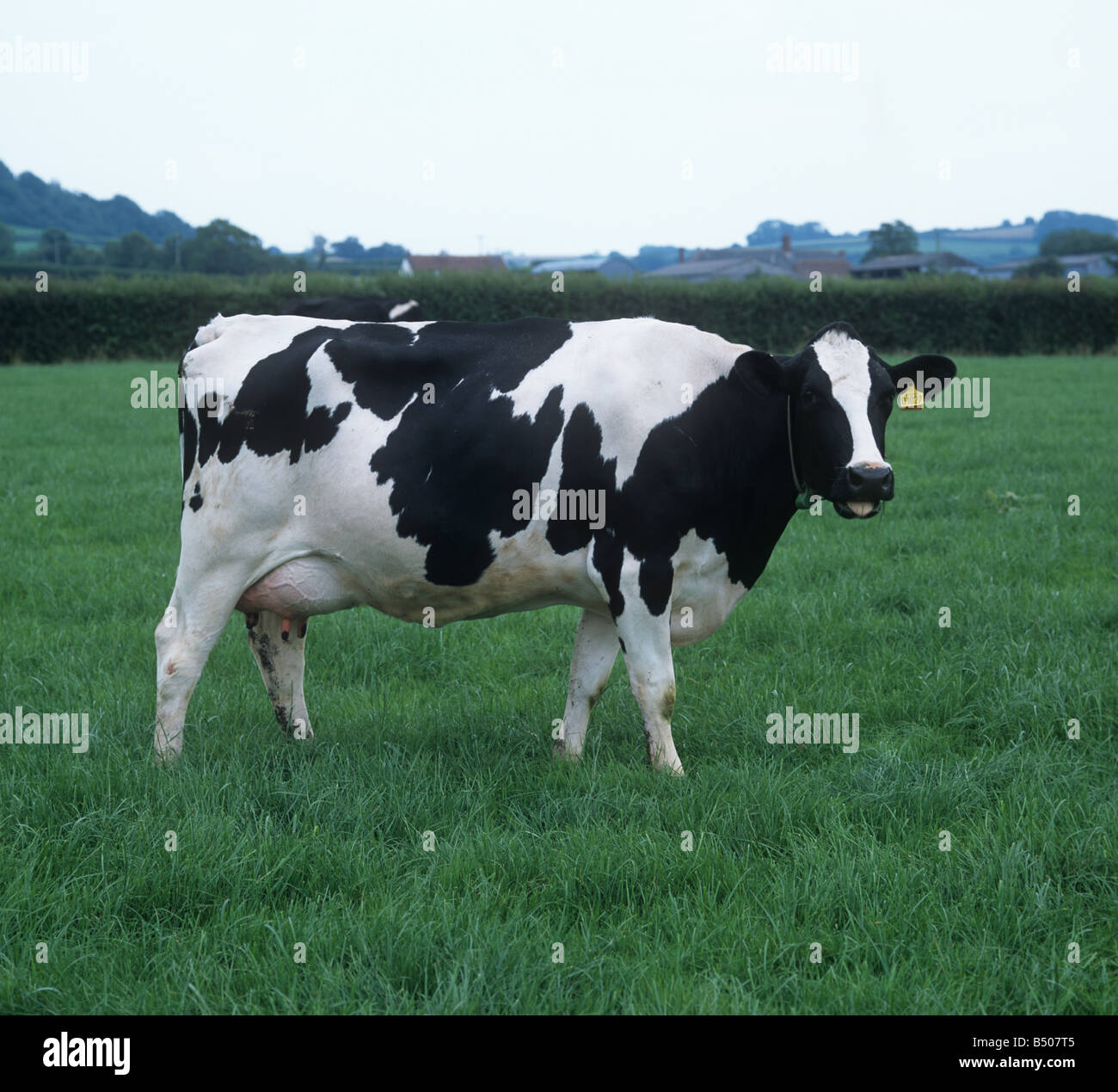 Holstein Frisone mucca mungitura sul buon pascolo estivo Devon Foto Stock