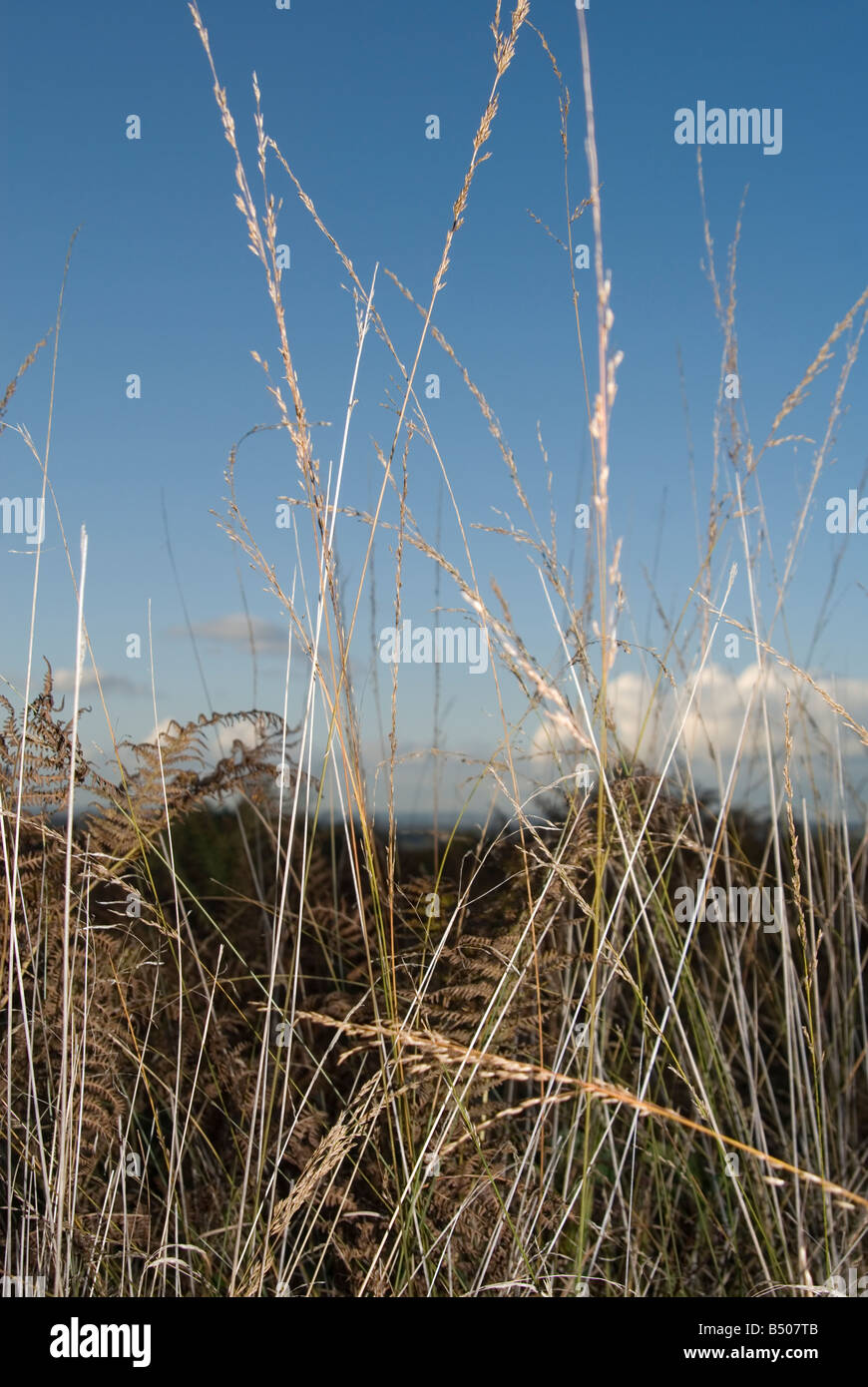 Lungo erba marrone sul Ashdown Forest in East Sussex, Foto Stock