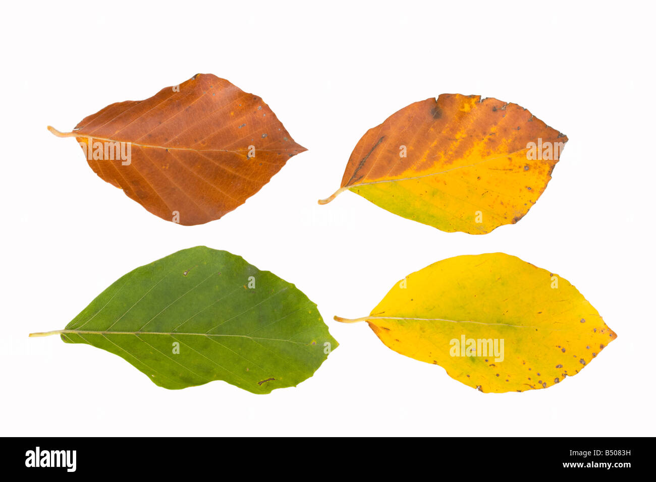 Foglie di faggio in diversi colori in autunno Foto Stock