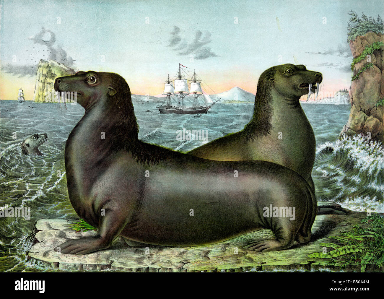La caccia dei Leoni di Mare nel 1800 Foto Stock