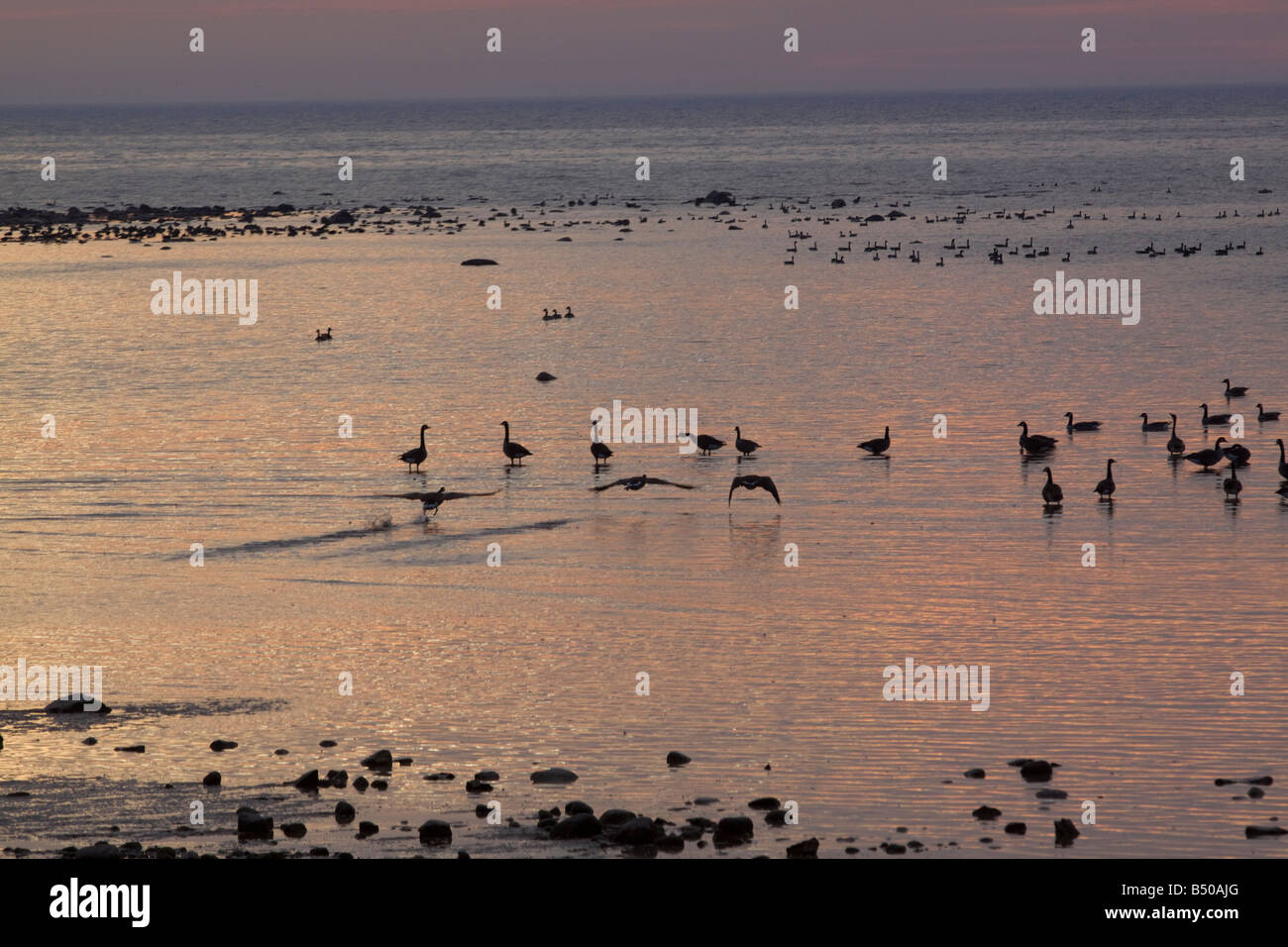 Oche del Canada Viaggi natura il lago tramonto Foto Stock