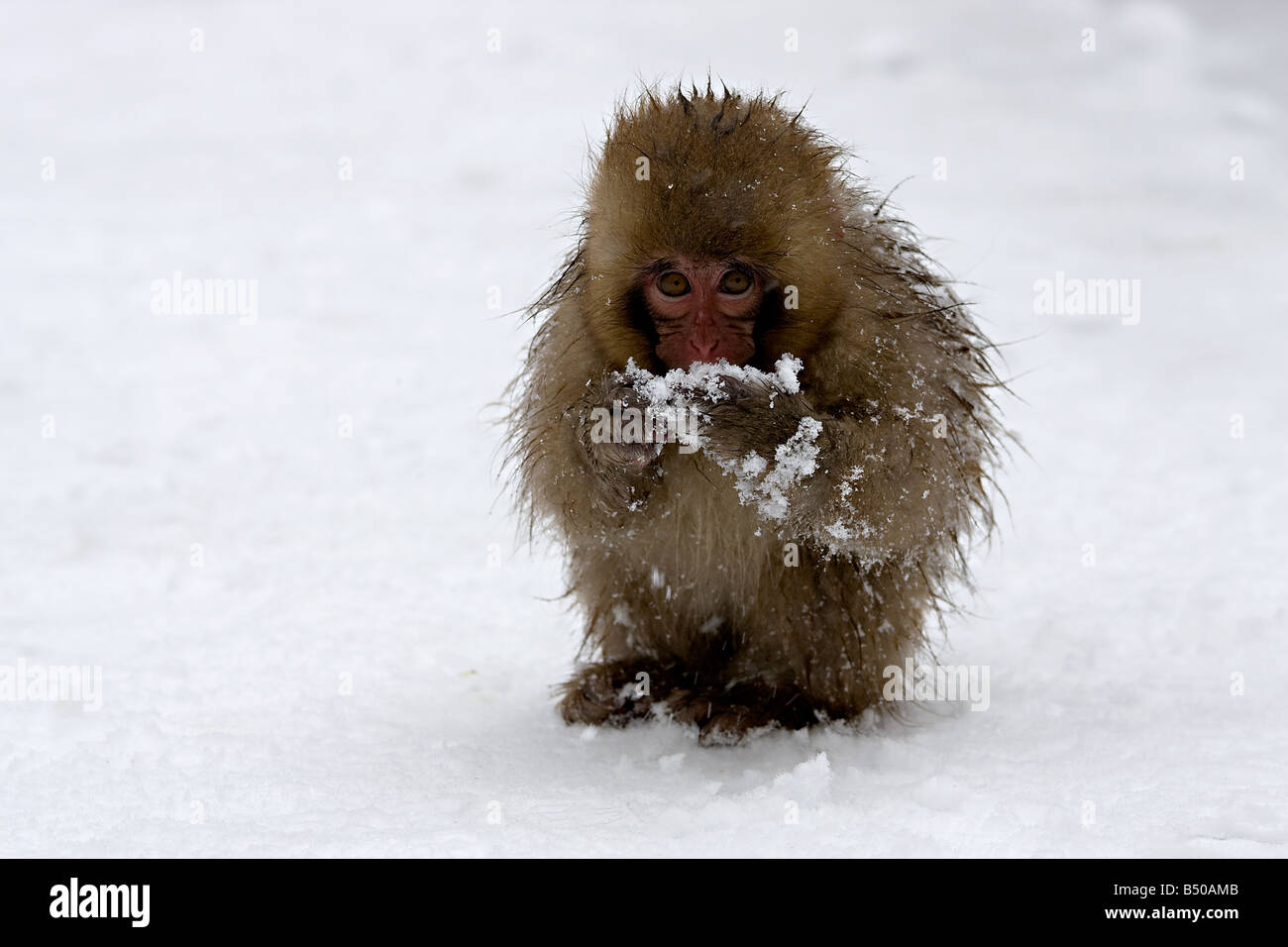 Neve scimmia a yudanaka Onsen in Giappone Foto Stock