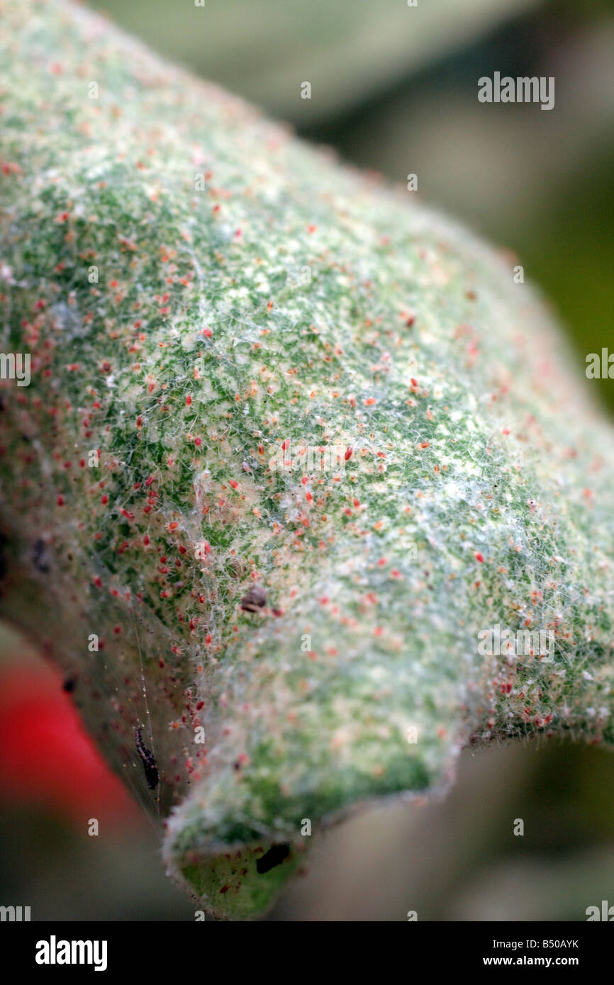 Foglie di melanzana che mostra gravi segni di ragno rosso infestazione Tetranychus urticae Foto Stock