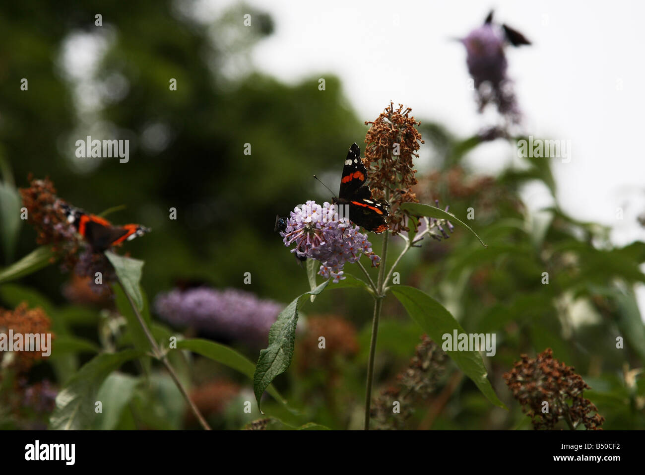 Farfalla in cerca di cibo in un fiore. Foto Stock