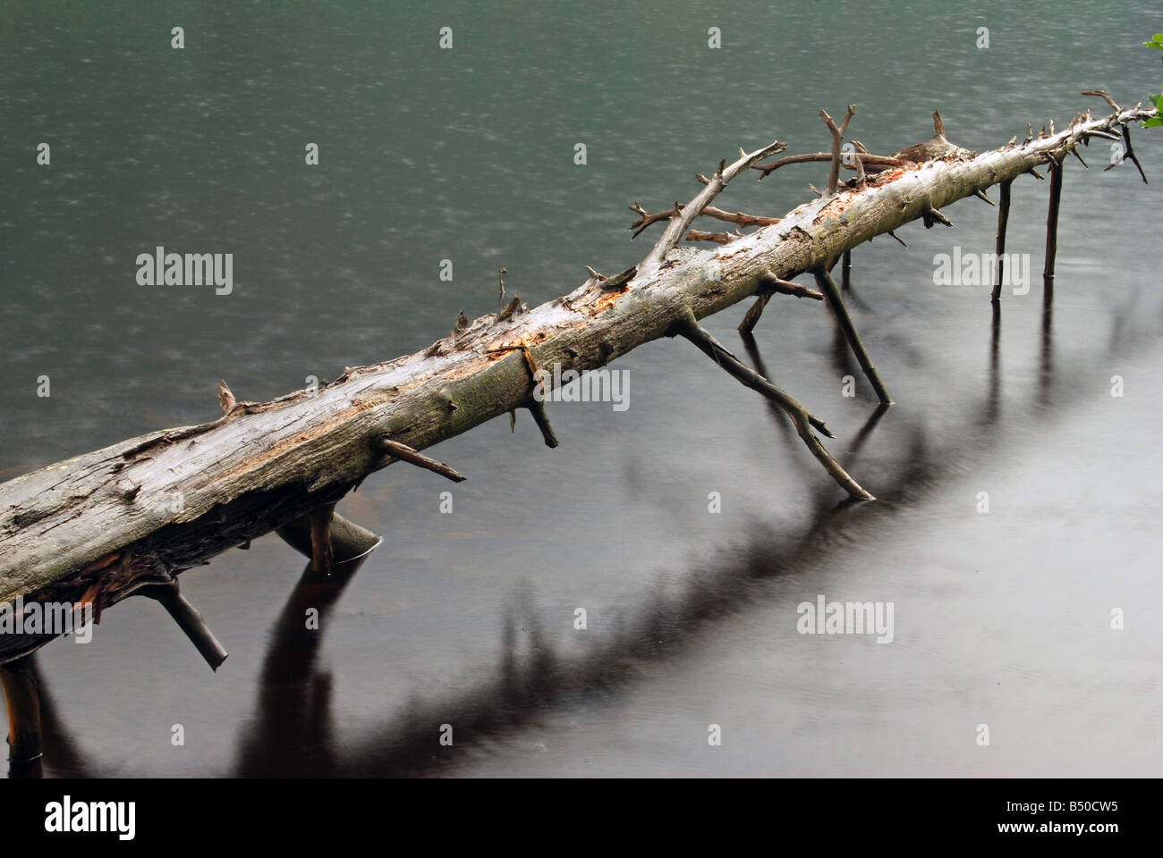 Caduto il pino, Loch Eck, Argyll, Scozia. Foto Stock