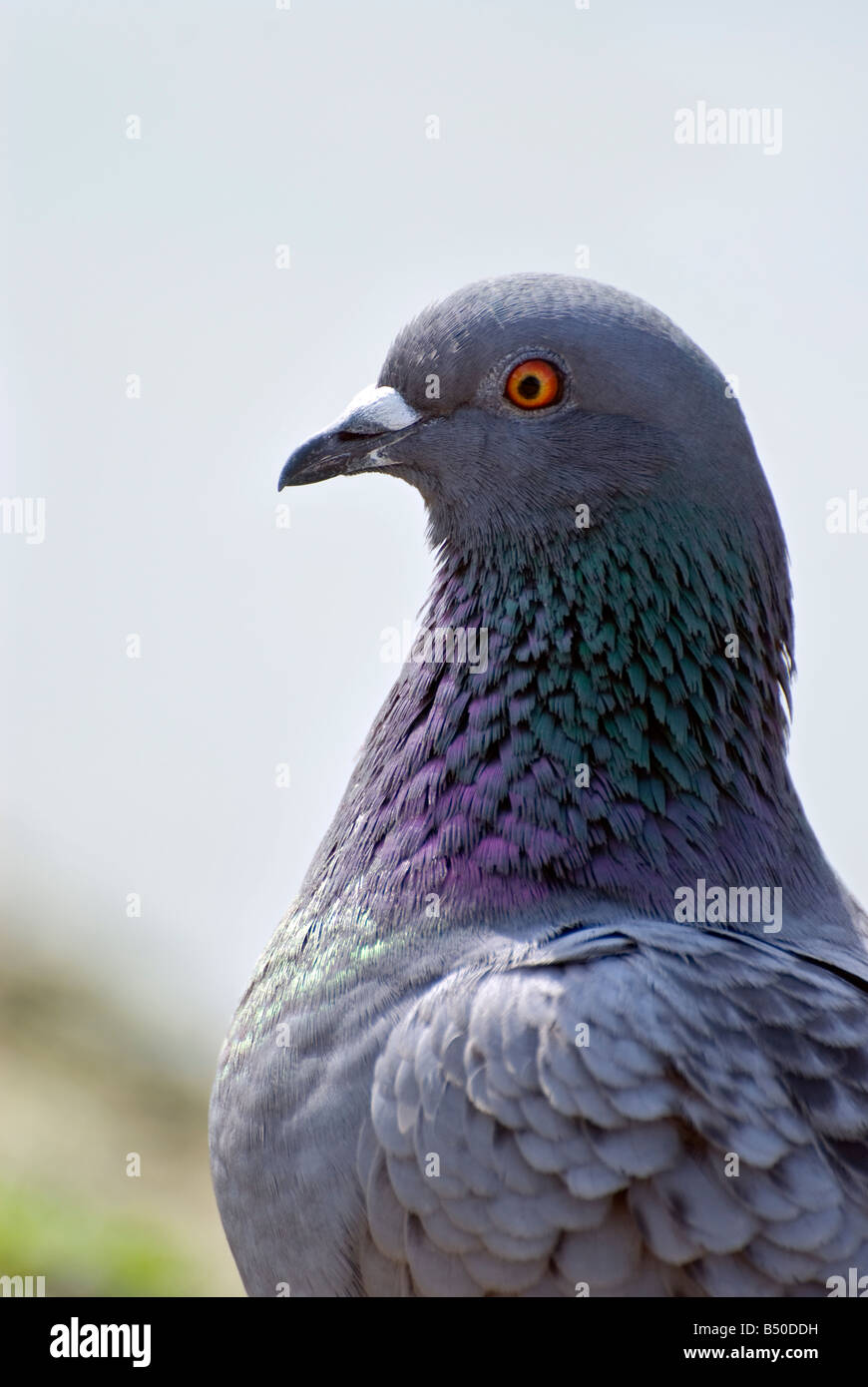 Una chiusura di un piccioni selvatici che mostra il viola e il verde del piumaggio sul collo di piume Foto Stock