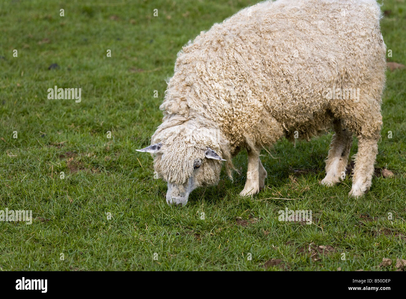 Un tradizionale Cotswold pecore conosciuta come la Cotswold Lion a Cotswold Farm Park, vicino Guiting Power, Gloucestershire Foto Stock