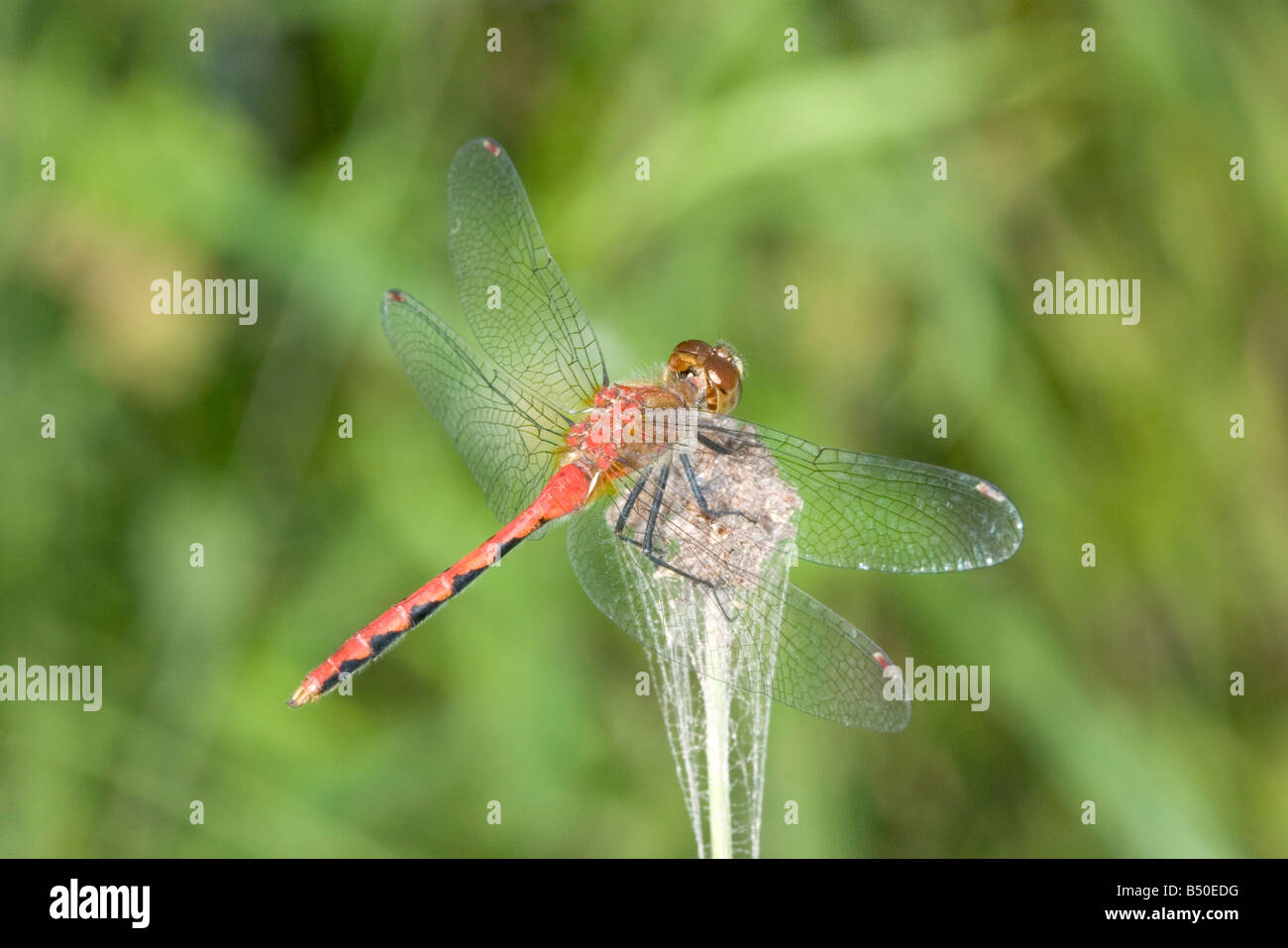 Ruby Meadowhawk Sympetrum rubicundulum Drummond Wisconsin negli Stati Uniti il 2 agosto maschio adulto Libellulidae Foto Stock