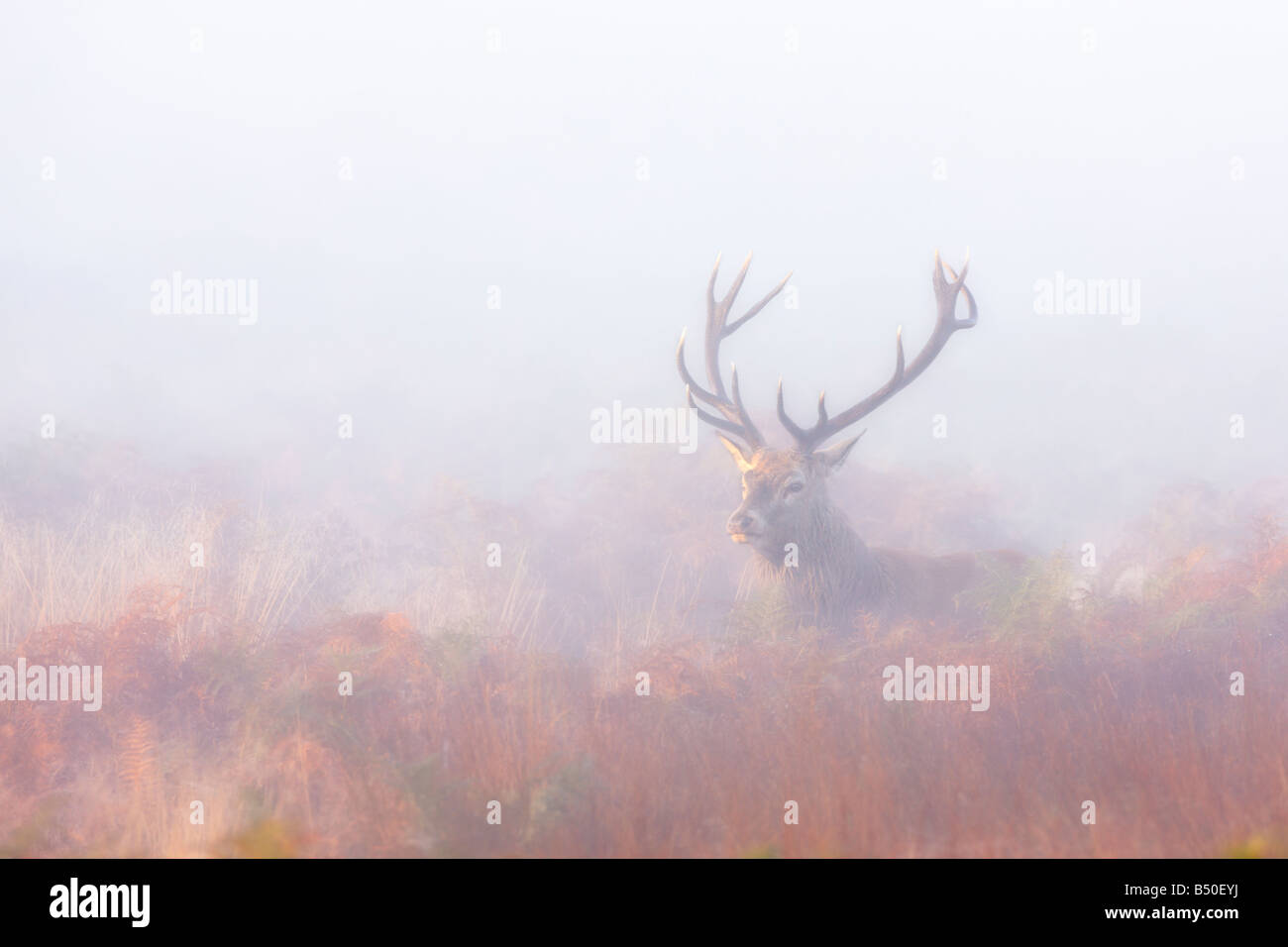Red Deer Cervus Elaphus Stag cercando avviso in early morning mist Richmond Park London Foto Stock