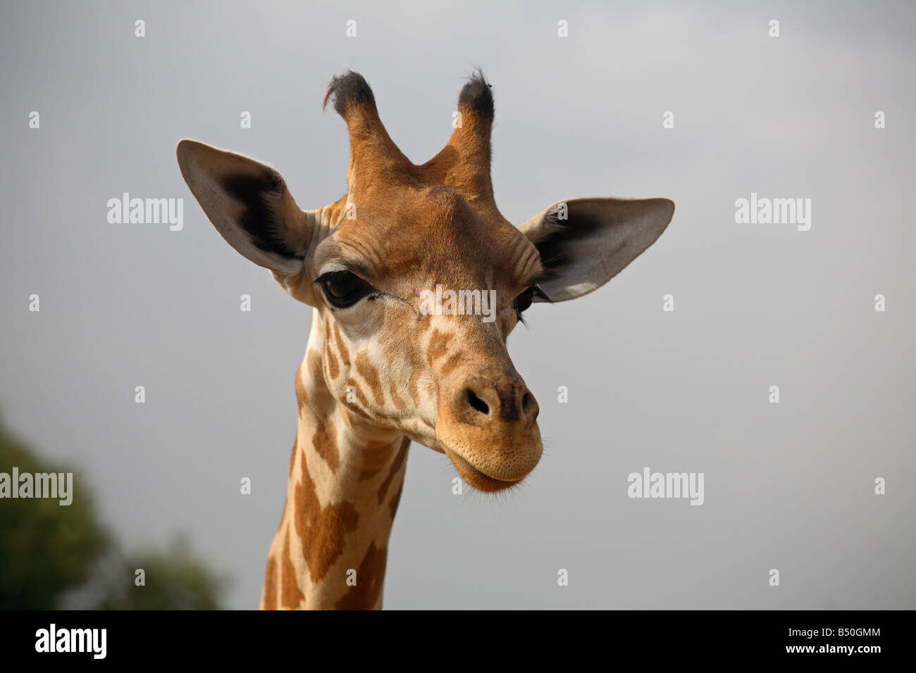 Un colpo di testa di una giraffa Foto Stock