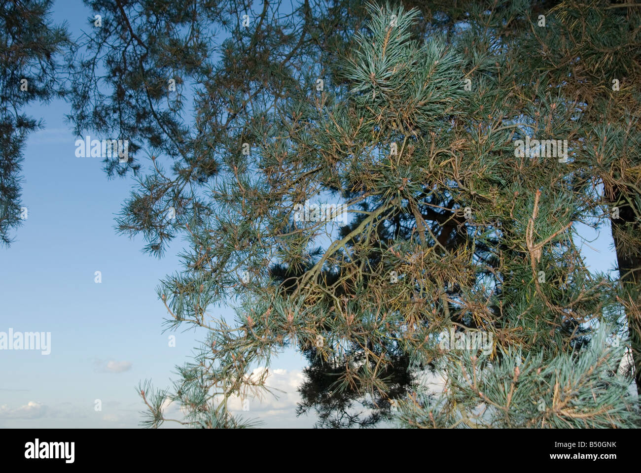 Una vista attraverso un albero di pino con cielo blu e nuvole dietro Foto Stock