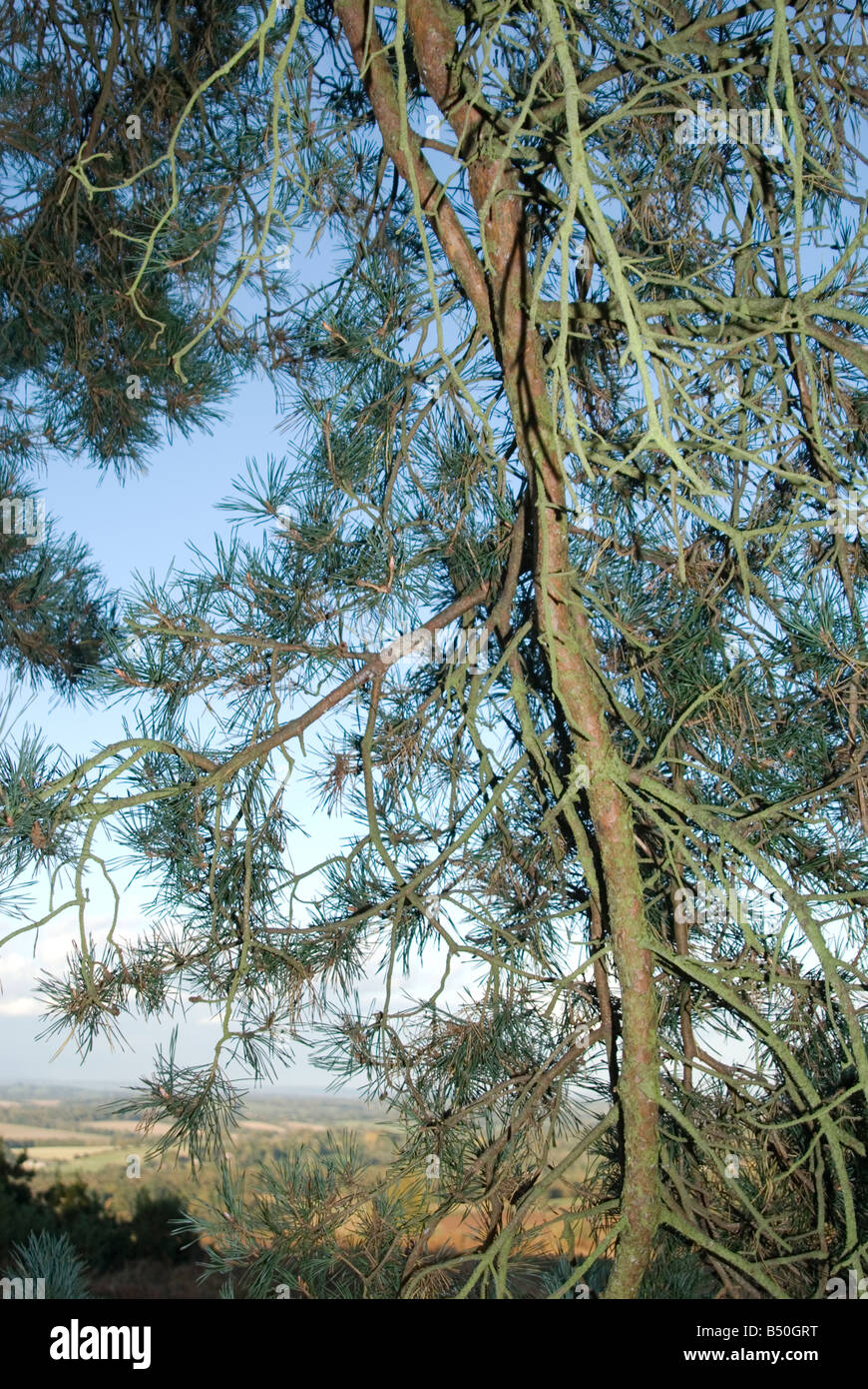 Una vista guardando oltre l'Ashdown Forest attraverso un albero di pino con cielo blu e nuvole dietro Foto Stock