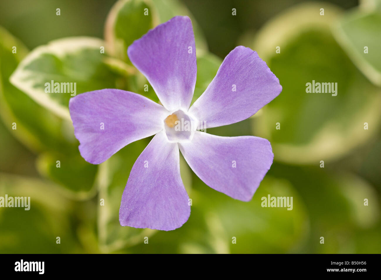 Singolo grande fiore Perivinkle (Vinca Major) ancora in fiore in autunno Foto Stock