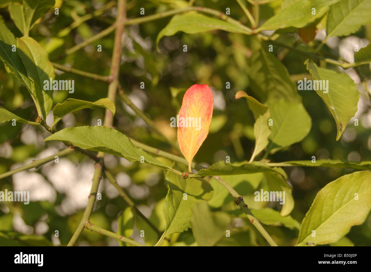 Foglie di albero a Montrose pk, Edgware, London, England, Regno Unito Foto Stock