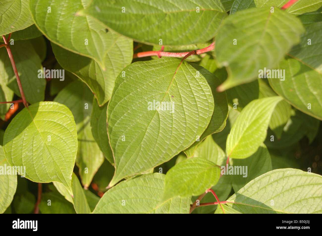 Foglie di albero a Montrose pk, Edgware, London, England, Regno Unito Foto Stock