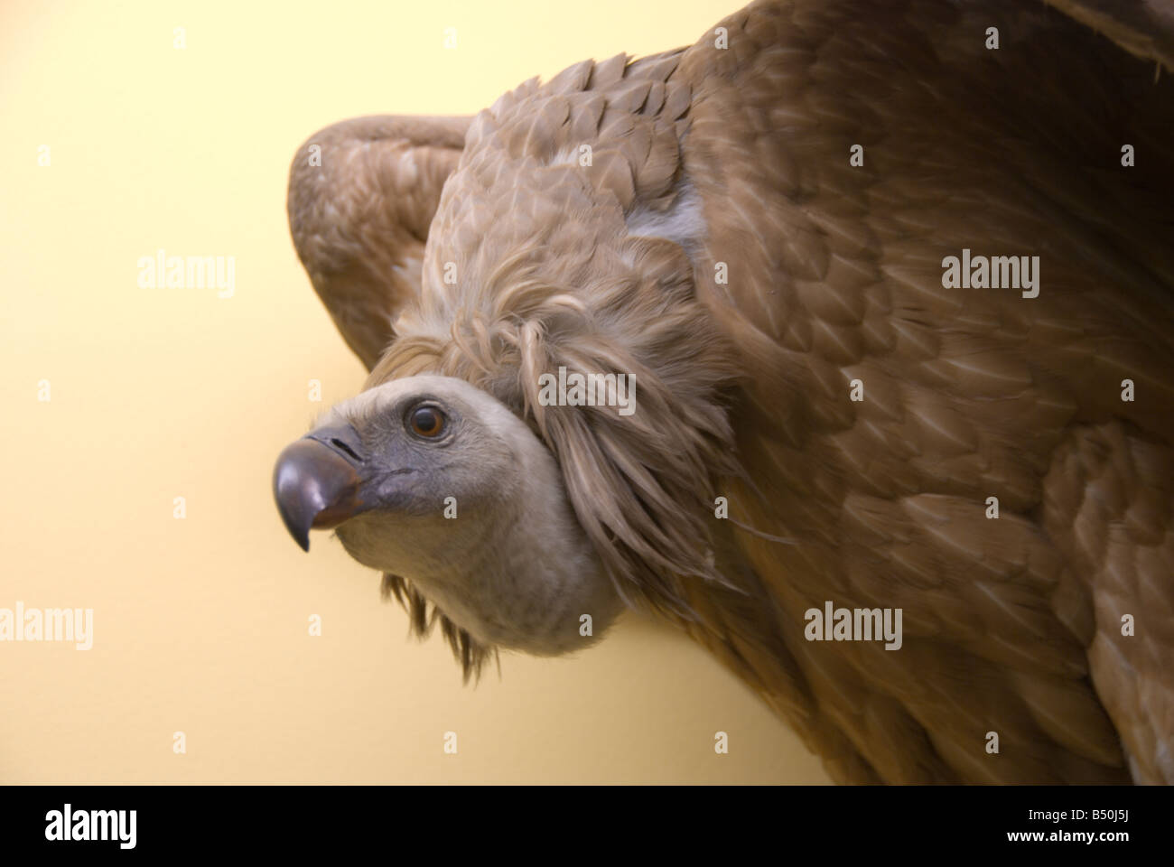 Grifone (Gyps fulvus) close up. Si tratta di un uccello di scavenger che prede sulla carcassa di animali morti. Foto Stock