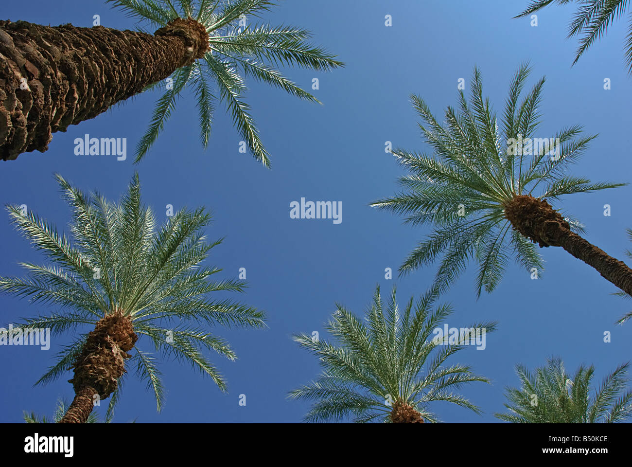 Palme California Palm tree s CA fan di palma, native California Palm tree palme Arecaceae Palmae Palmaceae Foto Stock