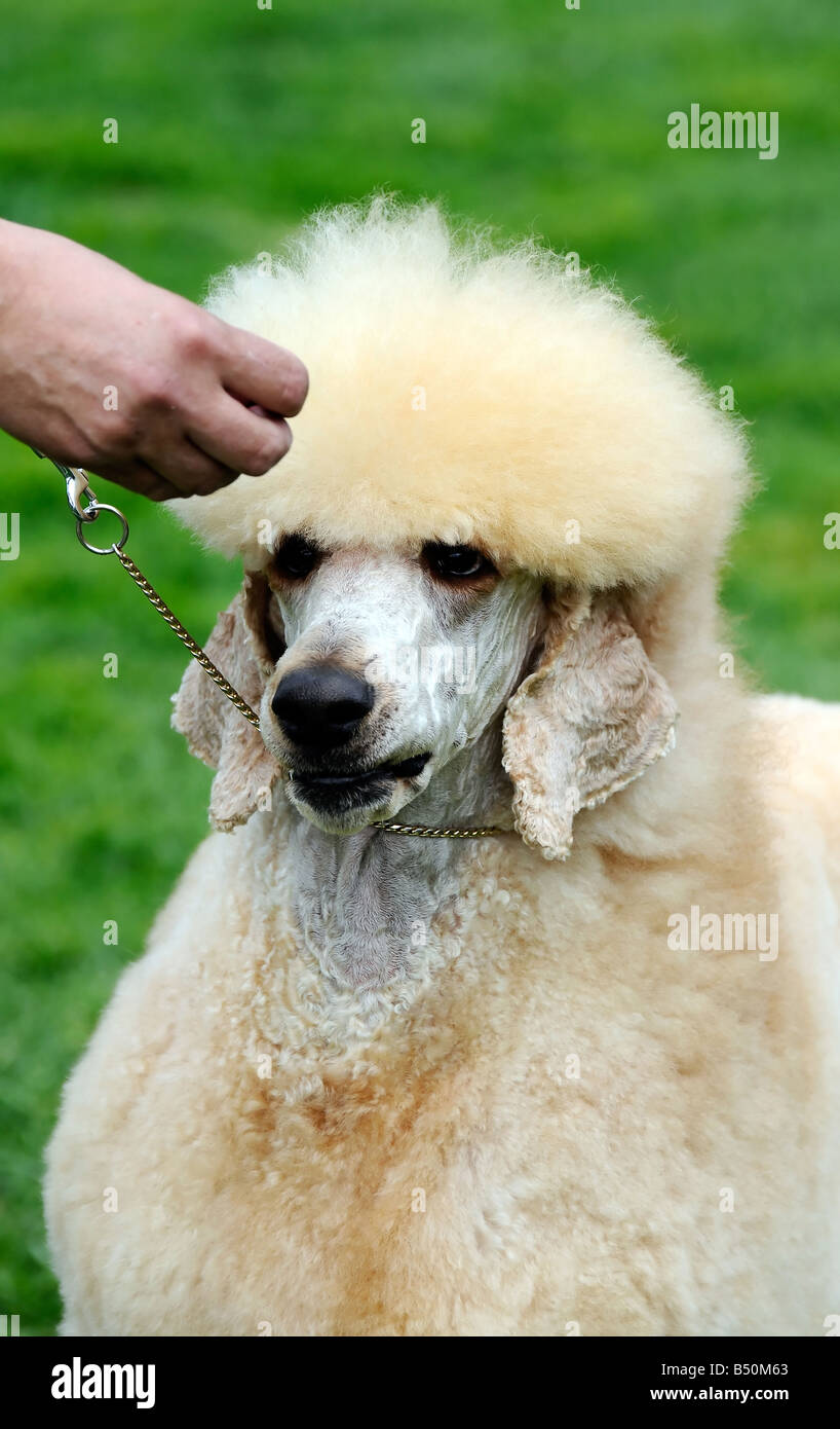Ben tagliato cane barboncino a dog show Foto Stock