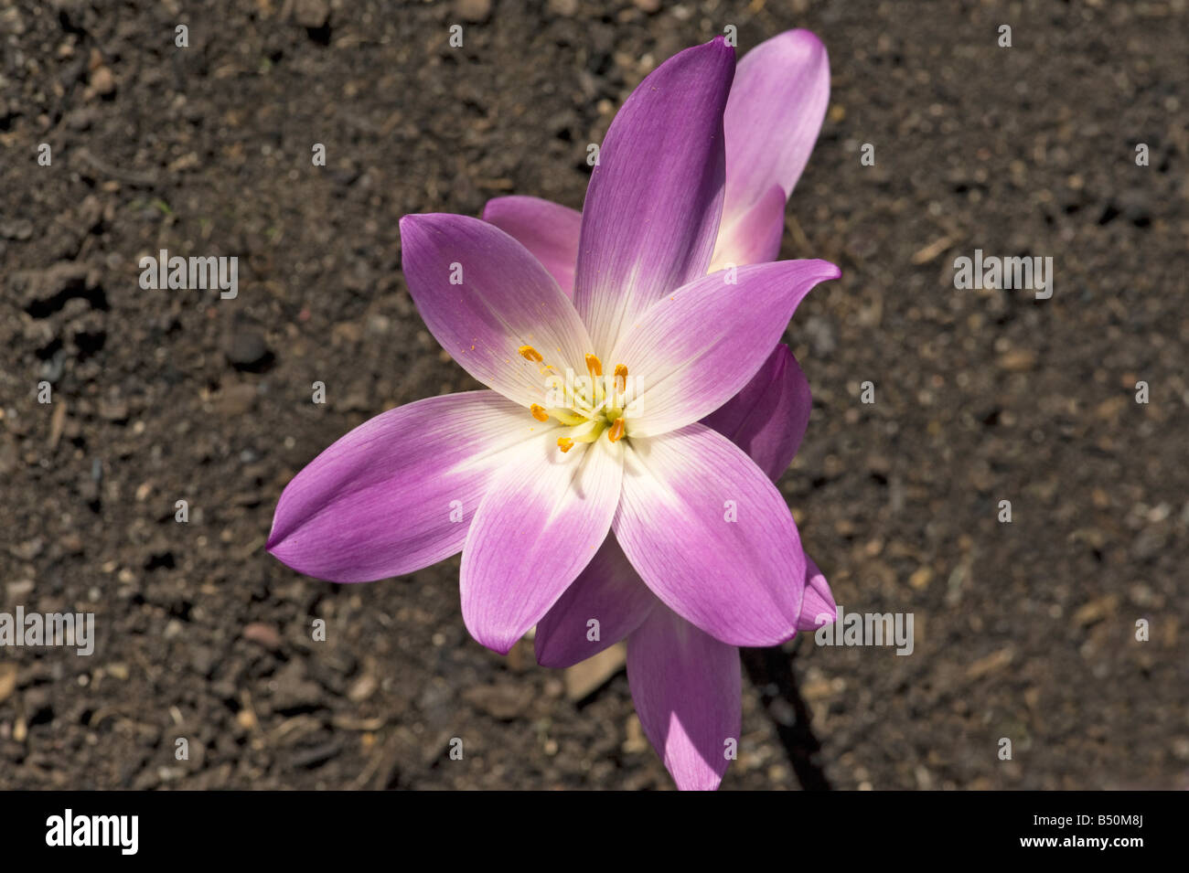 Il croco d'autunno fiori Colchicum open di Sun alla fine di settembre Foto Stock