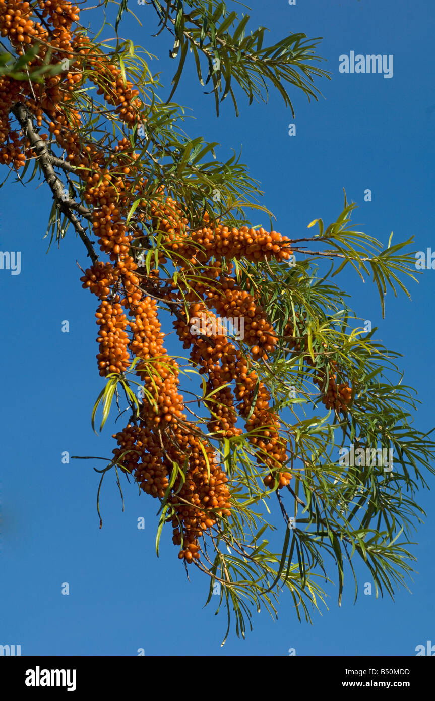 Bacche di olivello spinoso frutti Hippophae rhamnoides nota Foto Stock