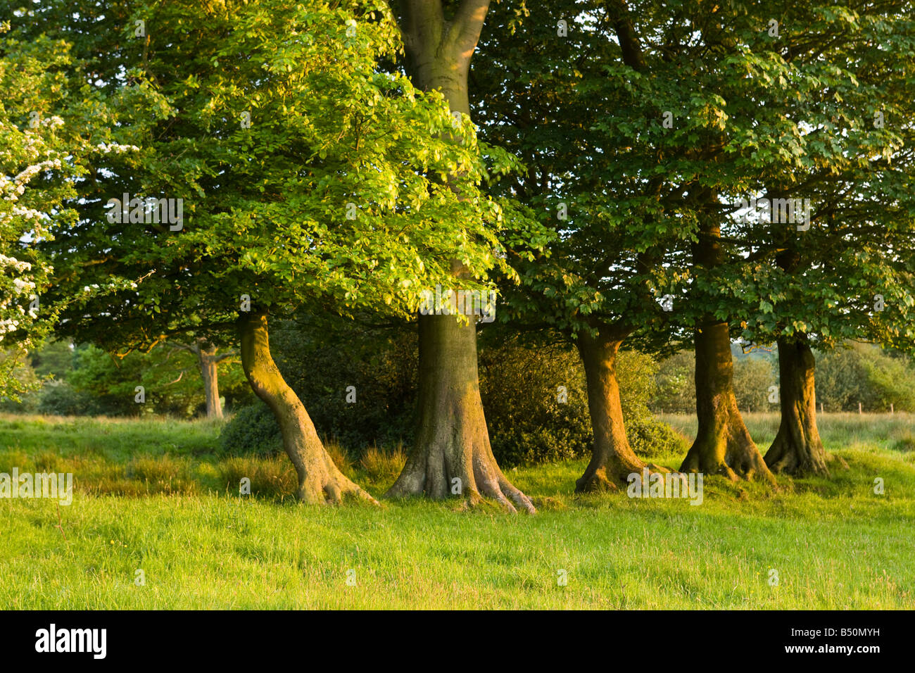 Tronchi di legno di faggio e di alberi di sicomoro. Foto Stock