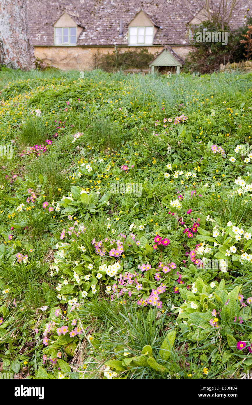 Fiori di Primavera nel villaggio Costwold di Upper Slaughter, Gloucestershire Foto Stock