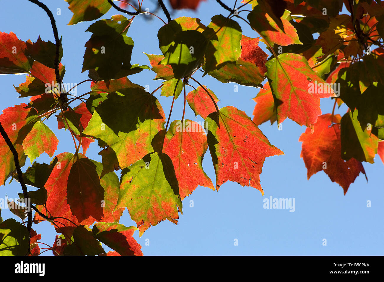 Acero Rosso Acer rubrum foglie girando il colore in autunno Foto Stock
