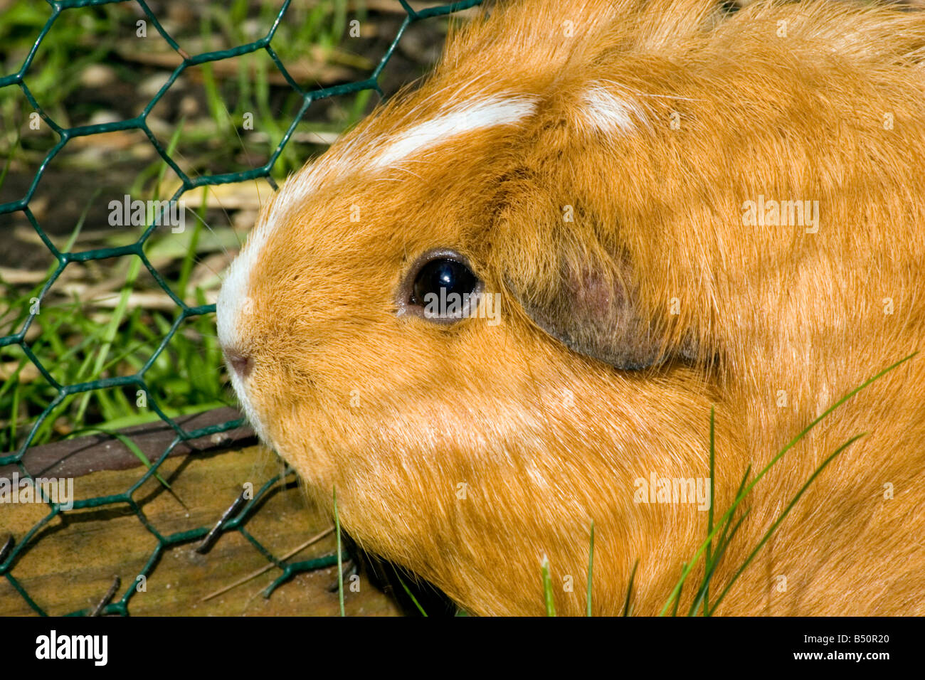 Close-up di un porcellino d'India Foto Stock