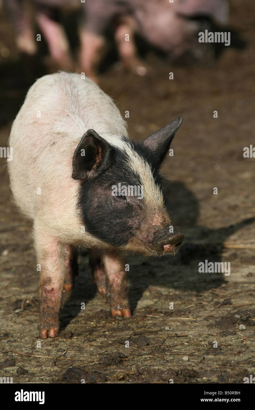 Berkshire vecchio spot piglet in un allevamento di suini Foto Stock