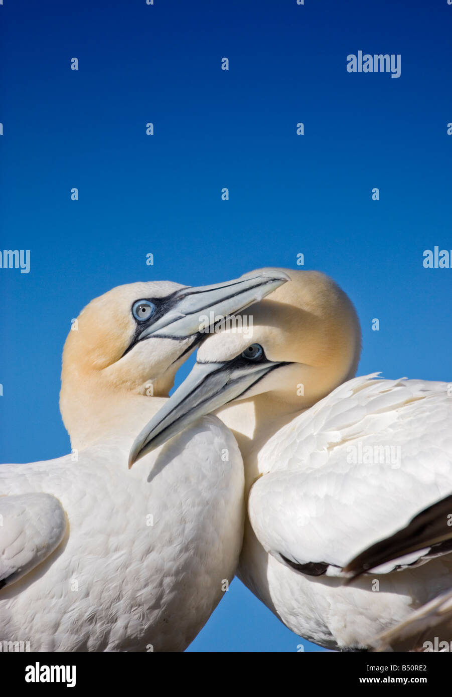 Una coppia di sule la fatturazione Foto Stock