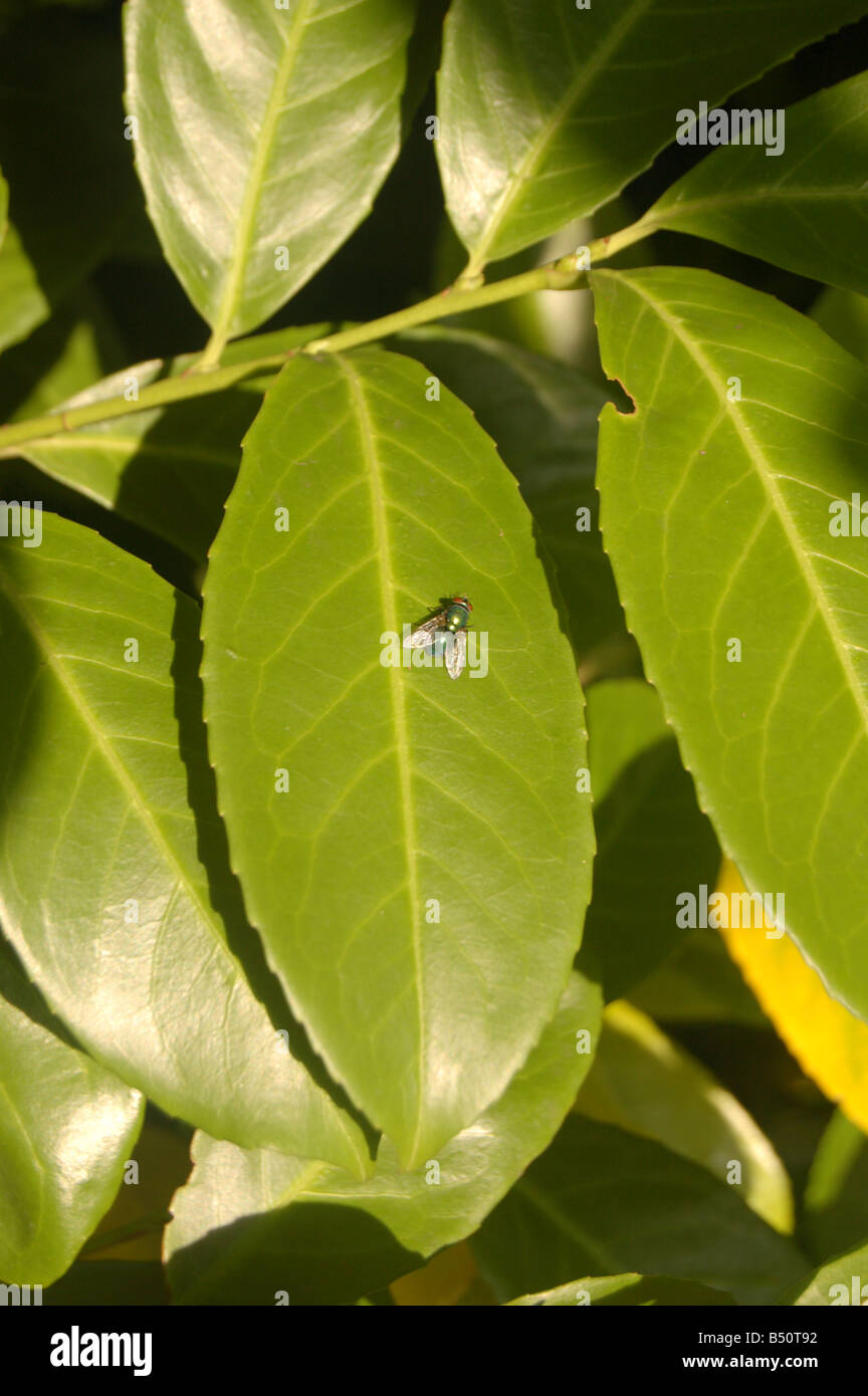 Albero verde lascia a Montrose pk, Edgware, London, England, Regno Unito Foto Stock