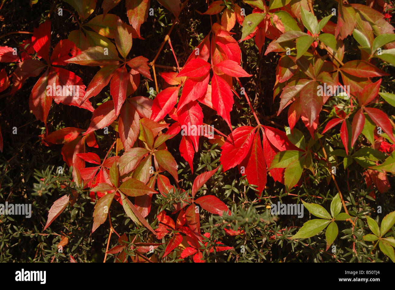 Piuttosto le foglie a Montrose pk, Edgware, London, England, Regno Unito Foto Stock