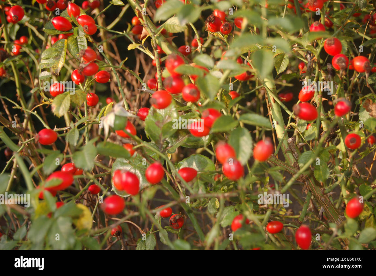 Fiori a Montrose pk, Edgware, London, England, Regno Unito Foto Stock