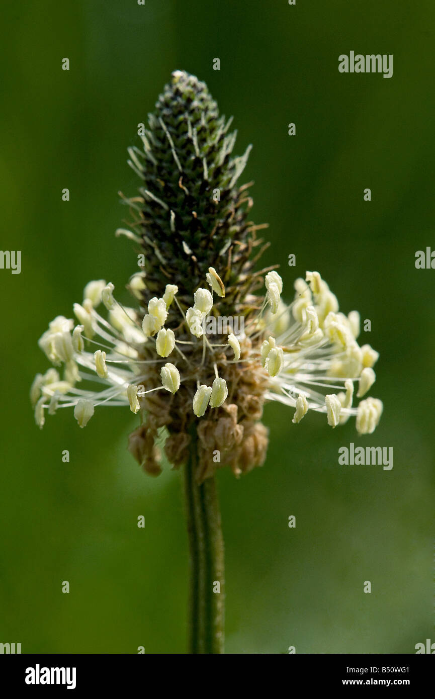 Ribwort piantaggine lanceolata Planzago fiore con stami maturi Foto Stock