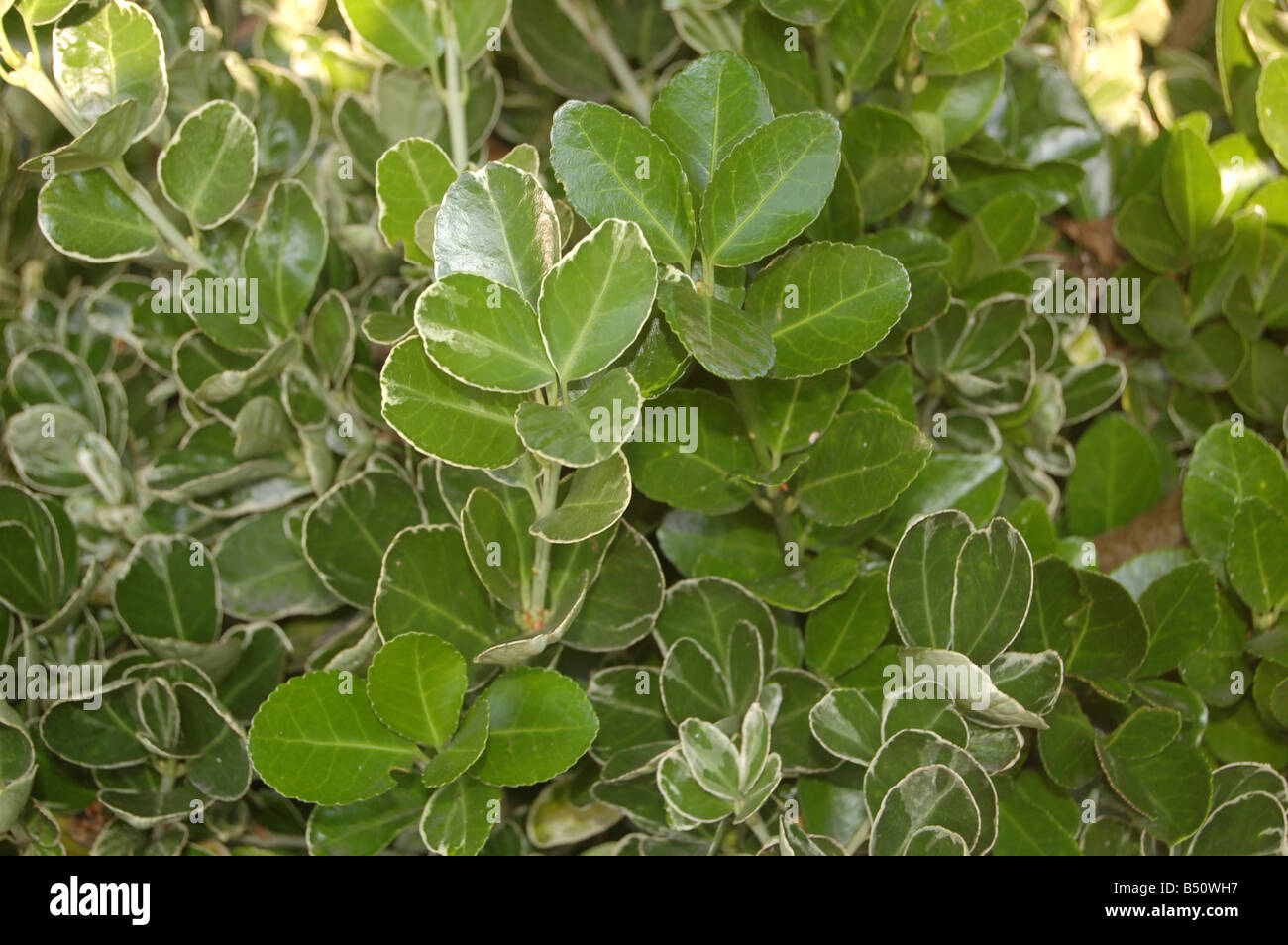 Foglie di albero a Montrose pk, Edgware, London, England, Regno Unito Foto Stock