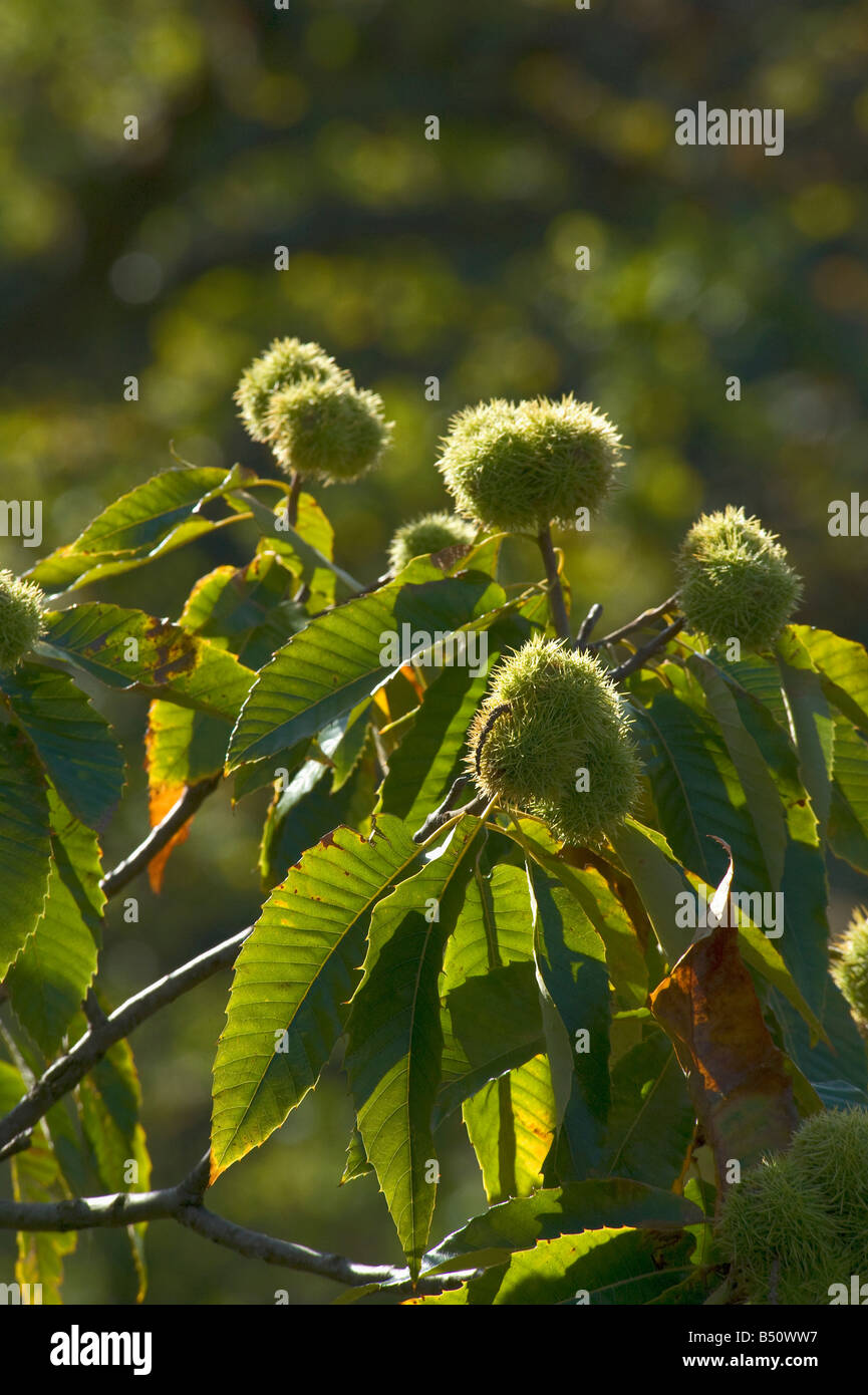 Semigreggio pungenti frutti dolci di castagno castanea sativa su albero da Kew Treetop marciapiede Foto Stock