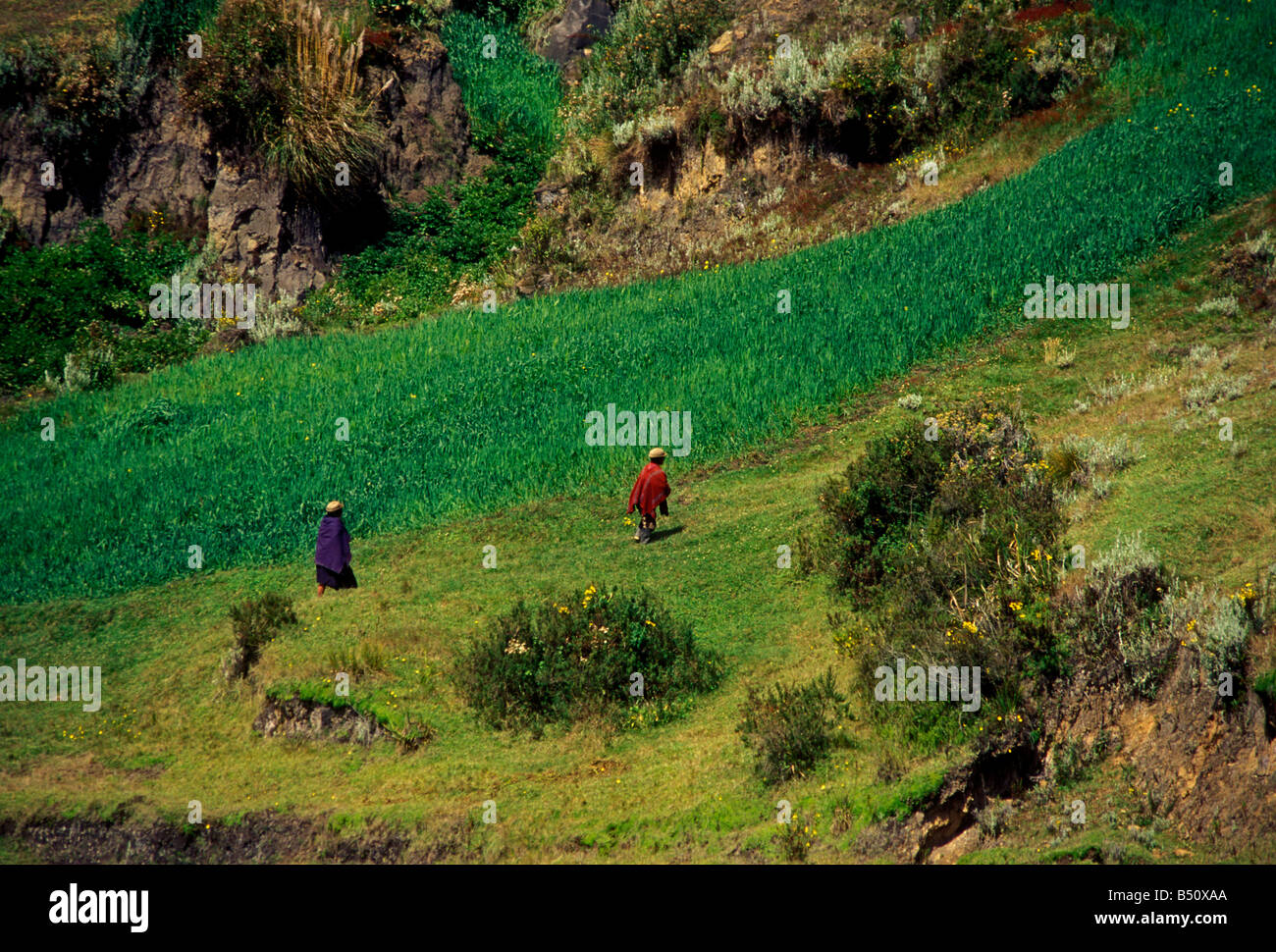 Giovane campi agricoli vicino a Zumbahua provincia di Cotopaxi Ecuador America del Sud Foto Stock
