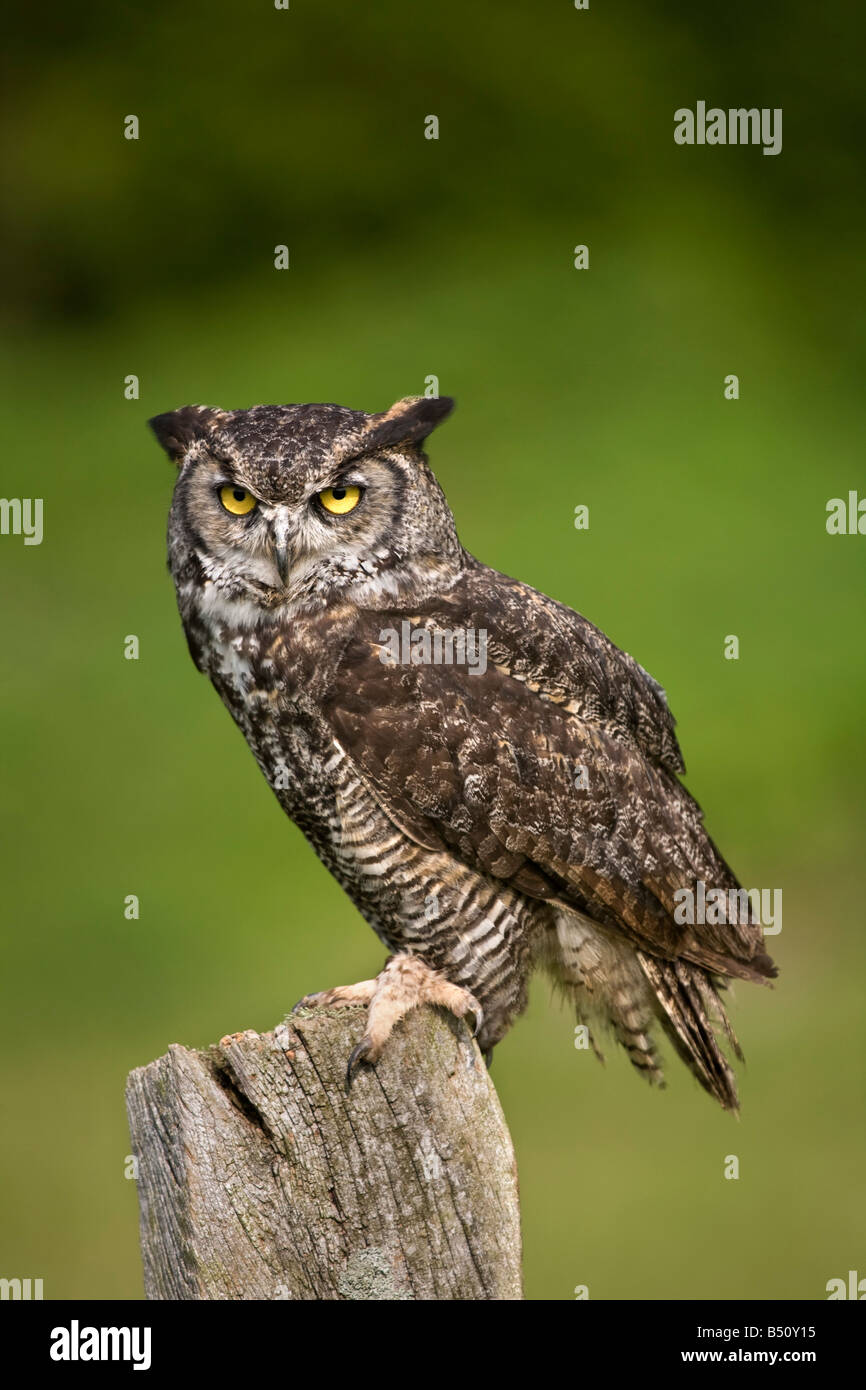 Canadian cornuto owl captive bird Foto Stock