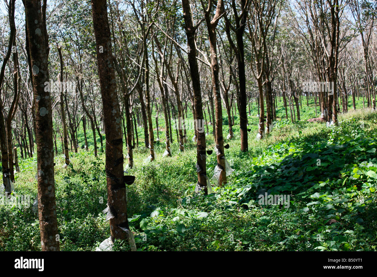 La maschiatura di gomma in Kerala, India Foto Stock