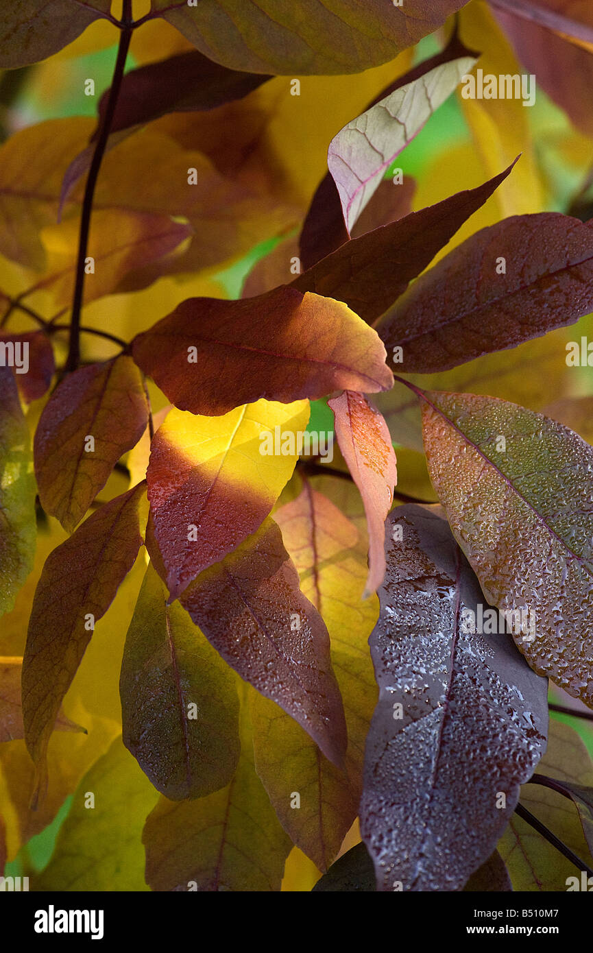 Frassino Fraxinus americana le foglie in autunno Foto Stock