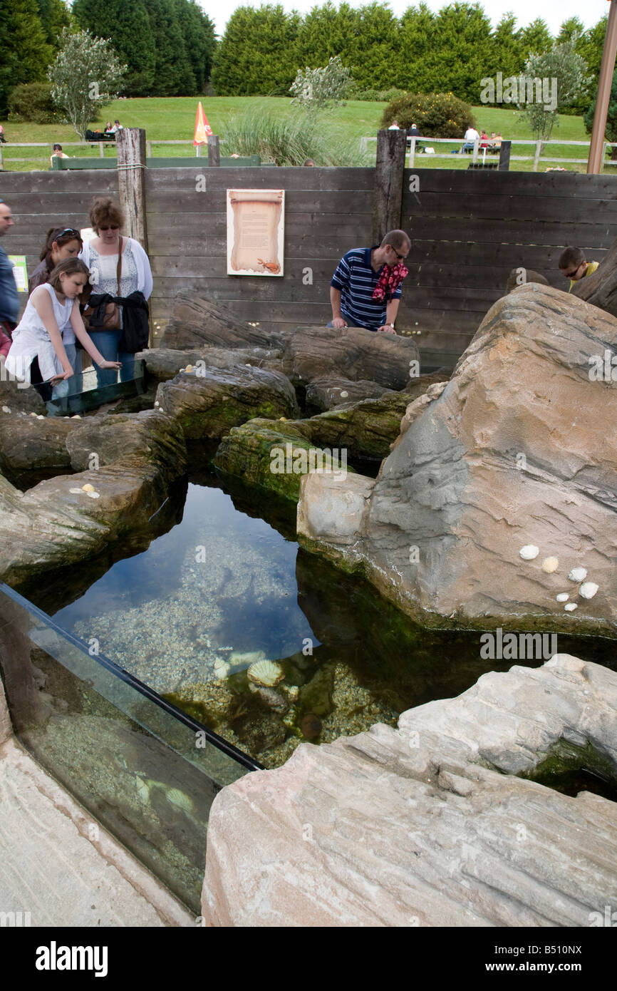 Visitatori presso il National seal sanctuary gweek Cornovaglia Foto Stock