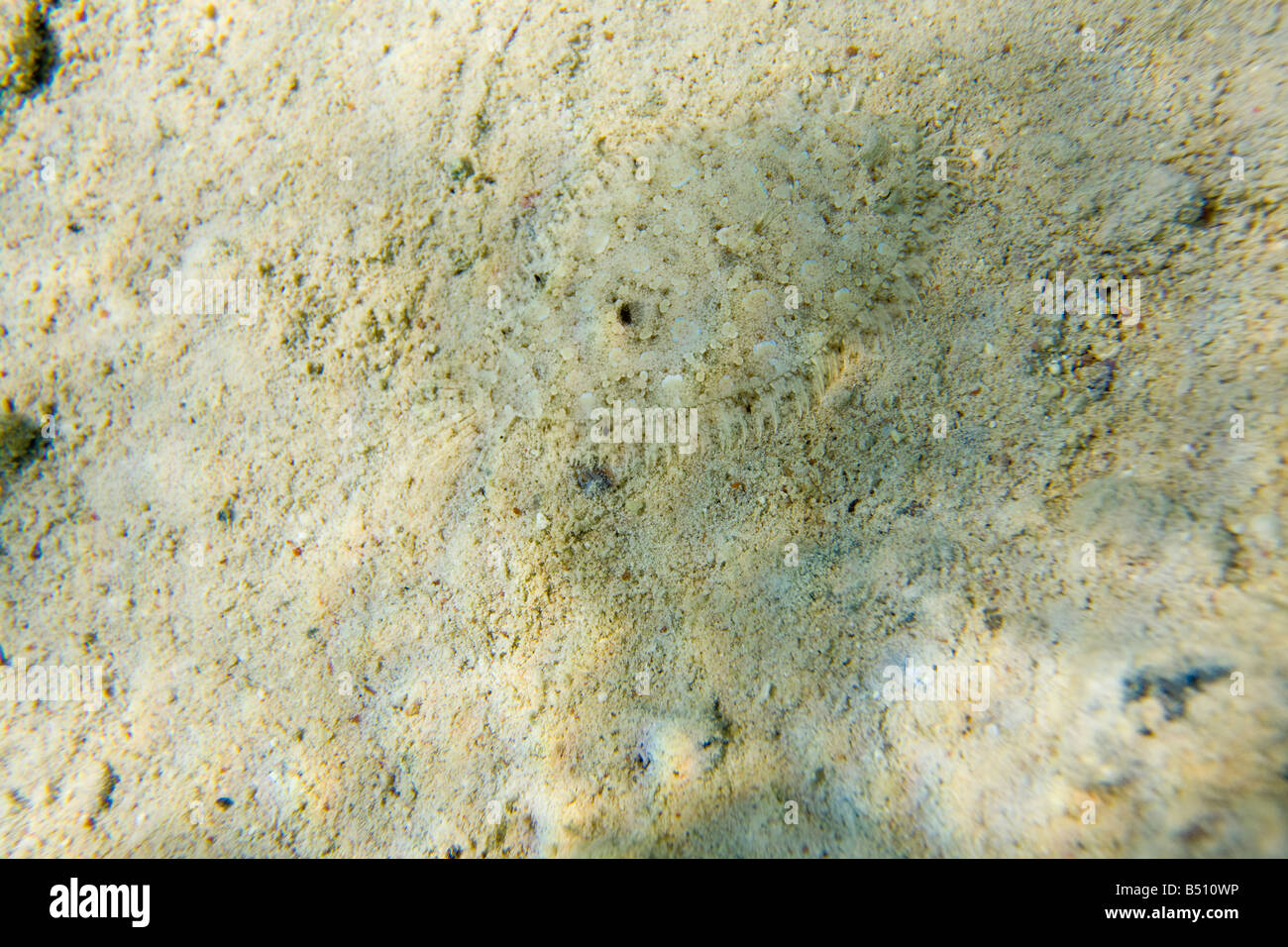 Un hotel molto ben mimetizzata pesce piatto nel mare Rosso off Egitto Foto Stock