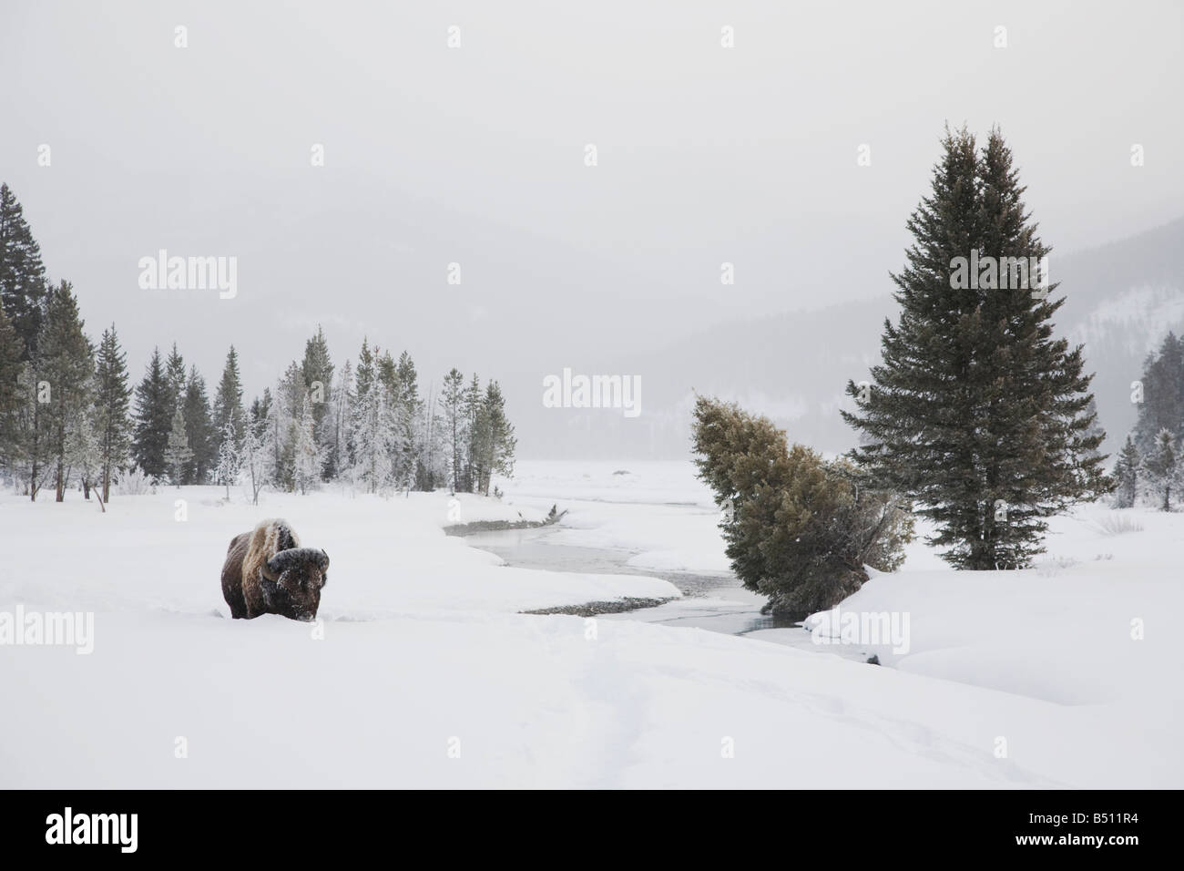 American Buffalo Bison bison bison adulto nella neve il Parco Nazionale di Yellowstone Wyoming USA Foto Stock