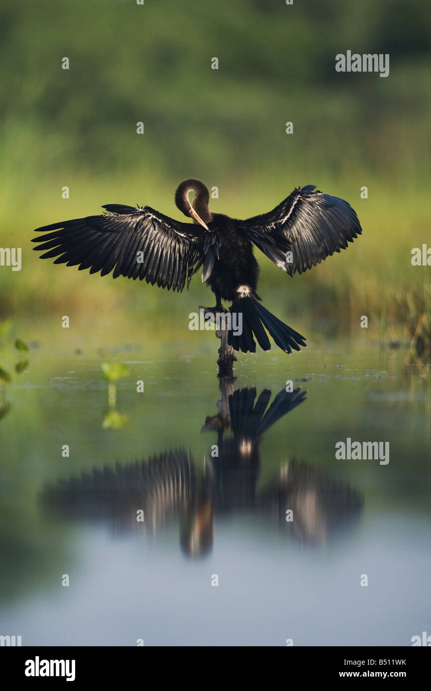 Anhinga Anhinga anhinga femmina Sinton preening Corpus Christi Coastal Bend Texas USA Foto Stock