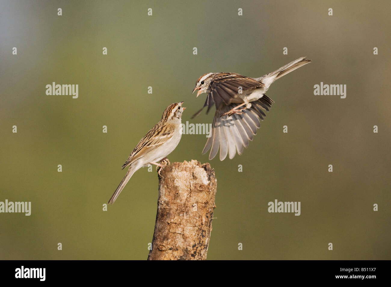 Chipping Sparrow Spizella passerina adulti combattimenti Sinton Corpus Christi Coastal Bend Texas USA Foto Stock