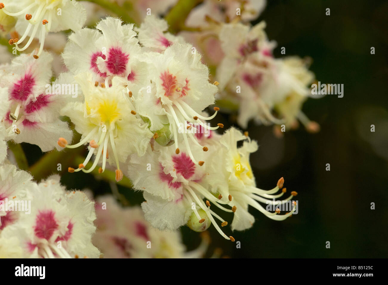 Ippocastano fiori Aesculus hippocastanum hanno yellow center al primo giro di rosso con l'età come il polline è esaurito Foto Stock