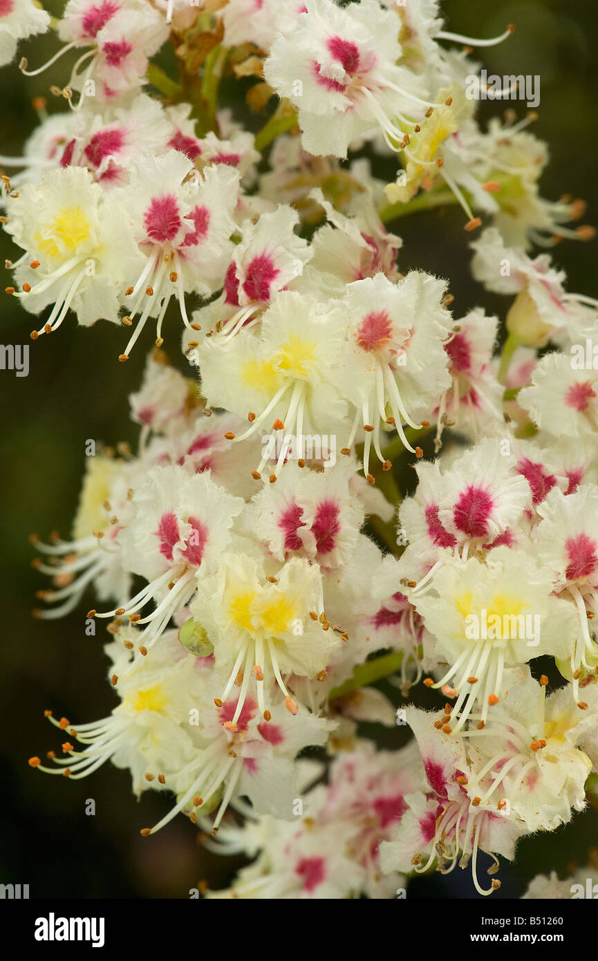 Ippocastano fiori Aesculus hippocastanum hanno yellow center al primo giro di rosso con l'età come il polline è esaurito Foto Stock