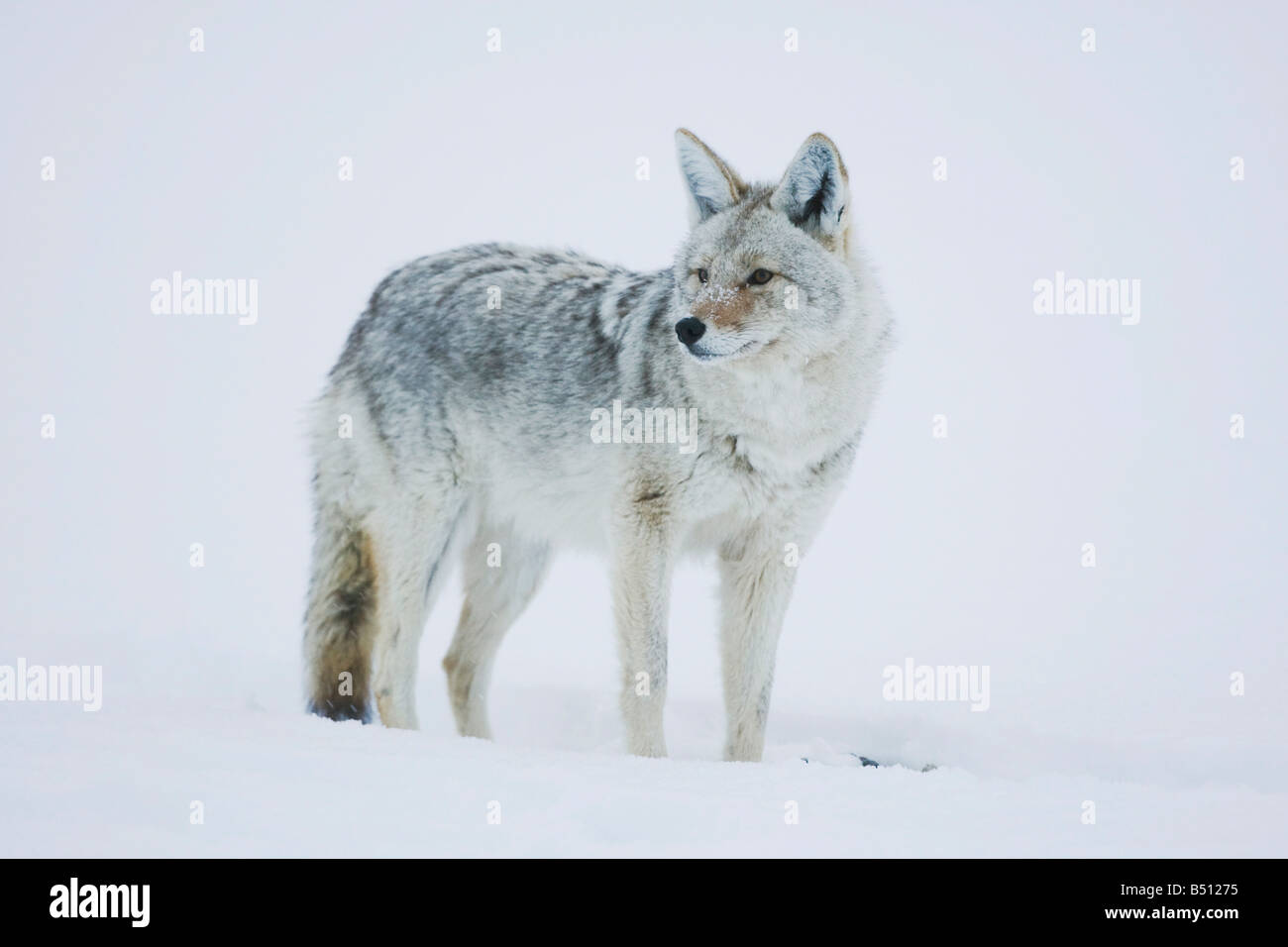 Coyote Canis latrans adulto nella neve il Parco Nazionale di Yellowstone Wyoming USA Foto Stock