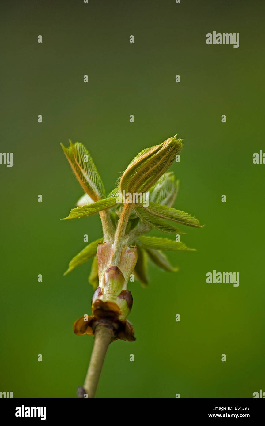Sticky bocciolo di ippocastano Aesculus hippocastanum apertura con foglie ripiegate dispiegarsi Foto Stock